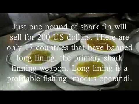 Shark Finning - 2010 FILM YOUR ISSUE   WINNER