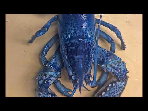 Rare blue lobster found in Cape Cod seafood restaurant, a one in two million find 6/13/19