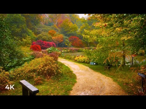 Relaxing Walk in Heavy Rain | Stunning Autumn Colours & ASMR Rain Sounds for Sleep
