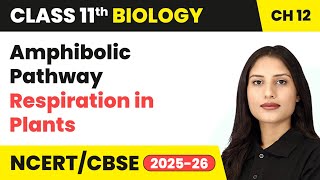 Amphibolic Pathway - Respiration in Plants | Class 11 Biology Chapter 12 | CBSE 2024-25