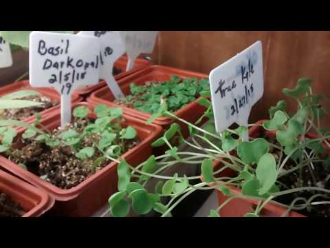 Using BLACK KOW MANURE to grow strong seedlings...