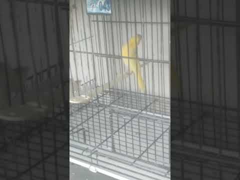 CT Gildemar Iguatu CE 2026 🚀🇧🇷👏 #ceara #aves #canario