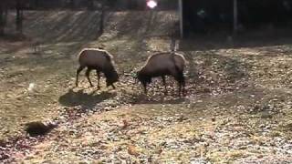 preview picture of video 'Elk Fight at Lone Elk Park'
