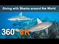Diving With Sharks Around The World Underwater 8K 360 Video