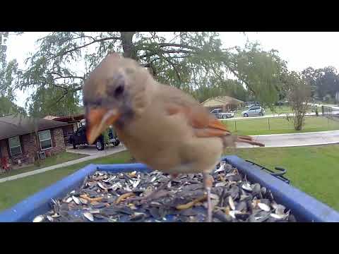 Juvenile cardinal peck in’ away