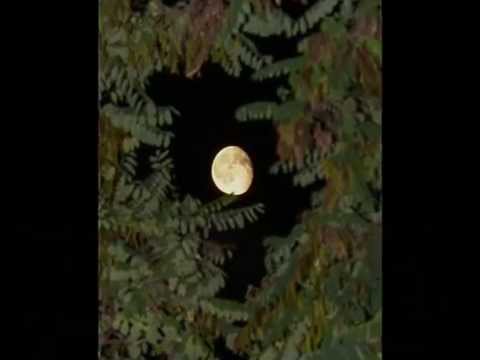 Nicola Piovani: Canzone del Mal di Luna