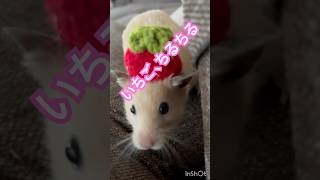 🍓を被ってお散歩　#ハムスター #キンクマ #hamster #癒し #かわいい #pets #follow
