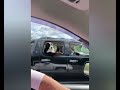 Dog Spotted Sitting Like Human As Car Cruises Down Highway
