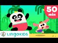 ACTION SONGS FOR KIDS Nursery Rhymes Lingokids