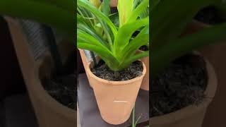 #shorts Yellow Bromeliads indoor | how to water bromeliads in pots | bromeliads grow and care guide