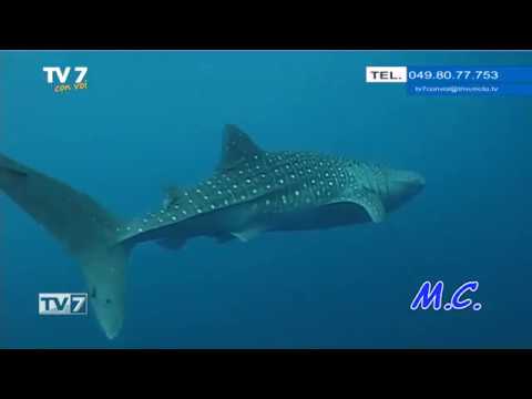 Tv7 con Voi del 11/02/2019 - Andiamo in Papua (1 di 3)