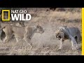 Lions Get Kicked Out Of Their Pride In Rare Video Nat Geo Wild