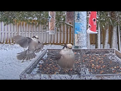 Canada Jays Join A Wintry Scene At The Ontario FeederWatch Cam – Nov. 12, 2024