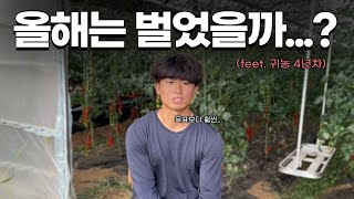 귀농4년차 방울토마토 농사 700평 첫작기 수익공개