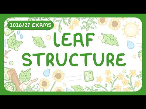 GCSE Biology - Structure of a Leaf | Plant Cell Organisation (2026/27 exams)