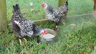 WE GOT MORE CHICKENS!