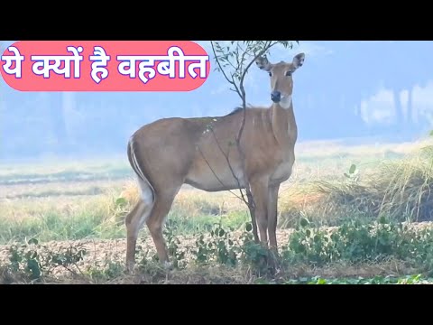 ye Nilgai kis bajah se bhavit hai