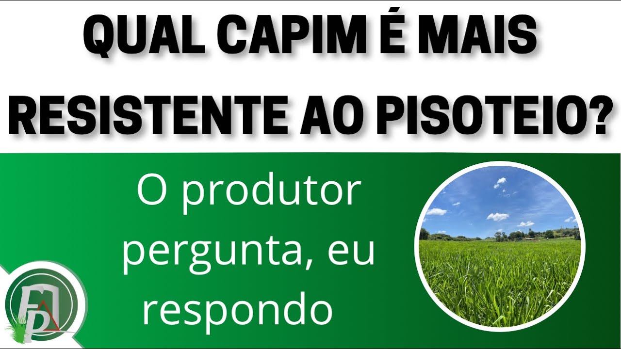 QUAL CAPIM É MAIS RESISTENTE AO PISOTEIO?