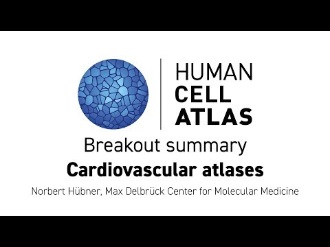 Hinxton 2018 - Breakout summary: Cardiovascular atlases