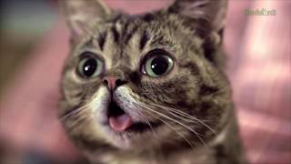 Lil BUB's Big SHOW is BACK - and you can be there!