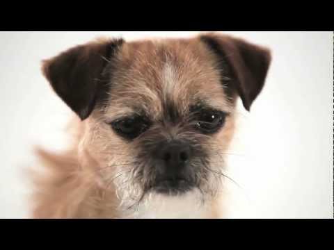 Pedigree - Small Dog, BIG WORLD