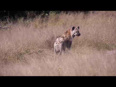 Djuma: Lone Hyena on a mission - 12:38 - 05/24/20
