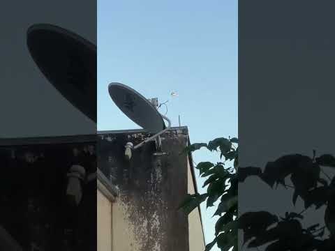 HELICÓPTERO HELIBRÁS AS350B2 ESQUILO DA POLÍCIA MILITAR DE MINAS GERAIS UBERABA