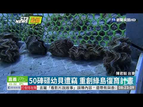 50硨磲幼貝遭竊 重創綠島復育計畫