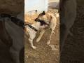 Kangal Dog Shorts Kangal
