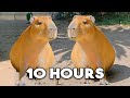 The Capybara Song Official Music Video - 10 HOUR LOOP 🎶🎶