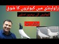 Kabootar Bazi Pigeon Setup Kabootar Baz Kabootar Ki Naslain Kabootar Ki Pehchan Kabootar