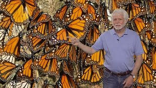 Steven Reppert (UMass) Part 1: Neurobiology of Monarch Butterfly Migration: Migration Overview