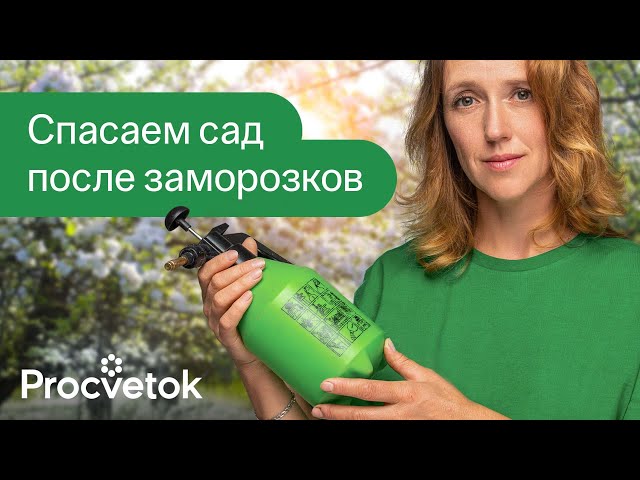ЗАМОРОЗКИ ПОГУБИЛИ ПОЛОВИНУ САДА? Опрыскайте его этим немедленно!