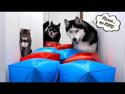 Kitten’s First Challenge... With Huskies as His Coaches!