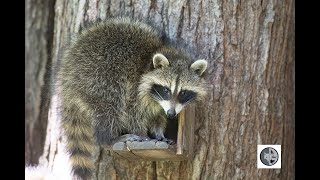 Cri du raton laveur/Sound of Raccoon