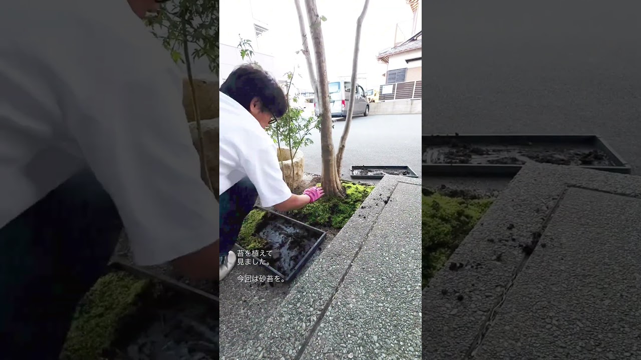 苔を植えました。今回はスナゴケ（砂苔）