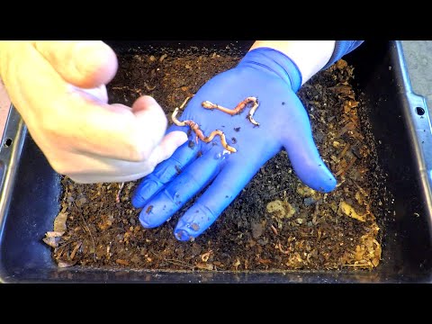 Mating seen in both ENC worm bins during check-in & feeding - vermicompost