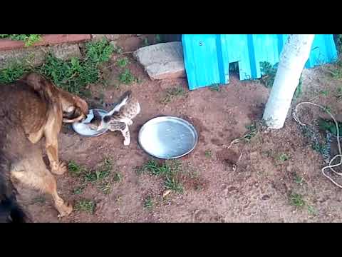 dog🐕 and cat 🐈 affectionate love...pilli kukkala sneham...