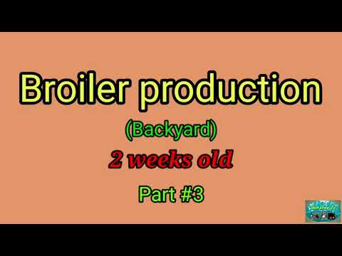 LOW COST BROILER PRODUCTION part#3| Pakain sa manok broiler | Average weight 2 week old. 45 days