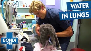 Extreme Measures To Help Cat Dumped In Ocean | Bondi Vet