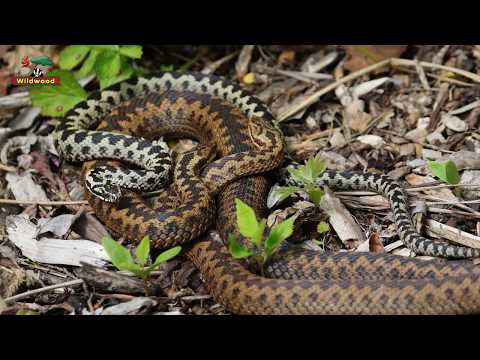Love in the adder pen