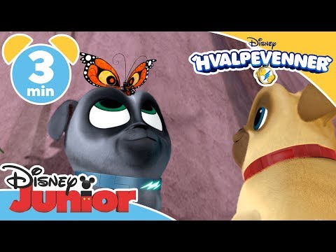 Hvalpevenner | Sommerfuglen Vicky 🦋- Disney Junior Danmark
