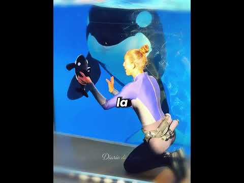 🐋🧸 Orca e il cucciolo di peluche: un incontro tenerissimo