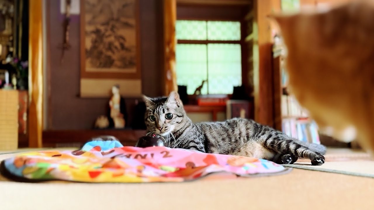 遊び好きニャンコに飽きるまで遊ばせてみた🐾　Play Until Tired