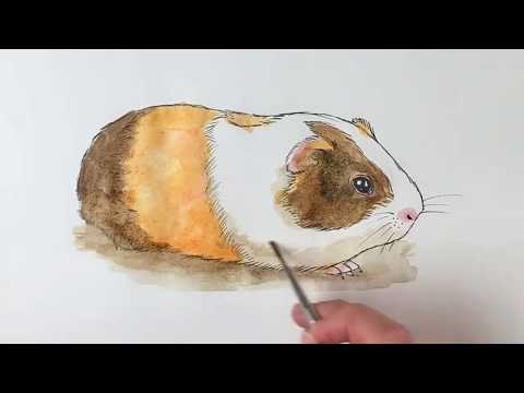 Beginners how to draw a guinea pig