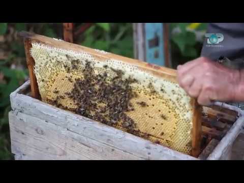 Ne Shtepine Tone, 23 Mars 2018, Pjesa 4 - "Zhdukja e bletëve"