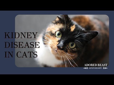 Kidney Disease in Cats