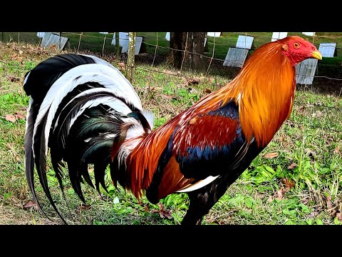 20K Kelso Stag Slick Lizard Farm Alabama - Beautiful Birds Farm Visit