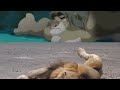 The Lion King 2 Simba ś Pride Life Action Simba ś Nightmare 700 Sub Special