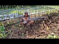 INCREDIBLE CASSAVA HARVEST THAT BRINGS FARMERS PURE JOY! - Agriculture Farming DEFAULT Thumbnail